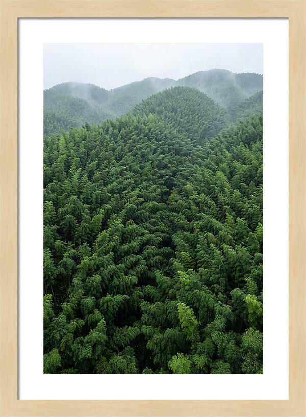 Topdown View Of Bamboo Forest