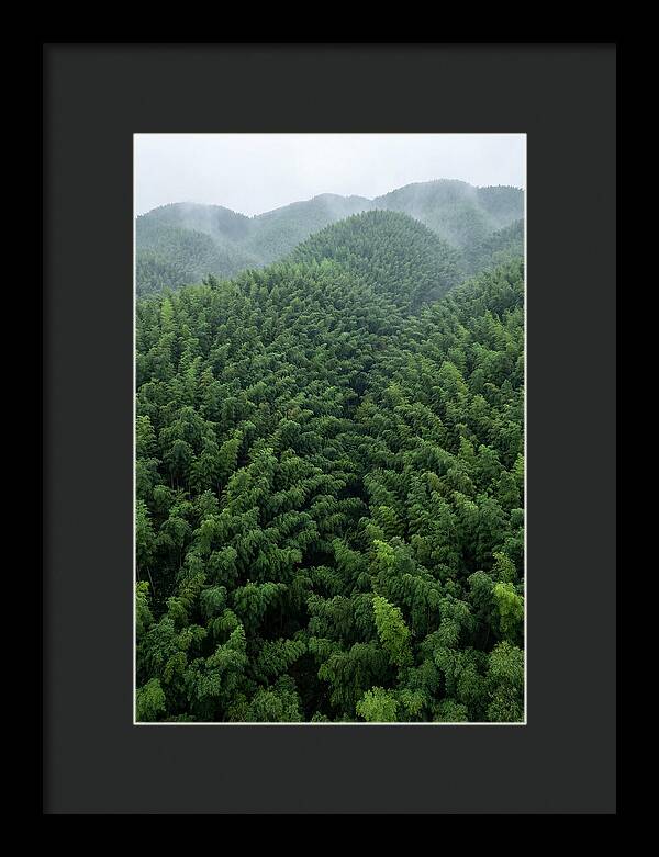 Topdown View Of Bamboo Forest