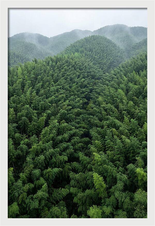 Topdown View Of Bamboo Forest