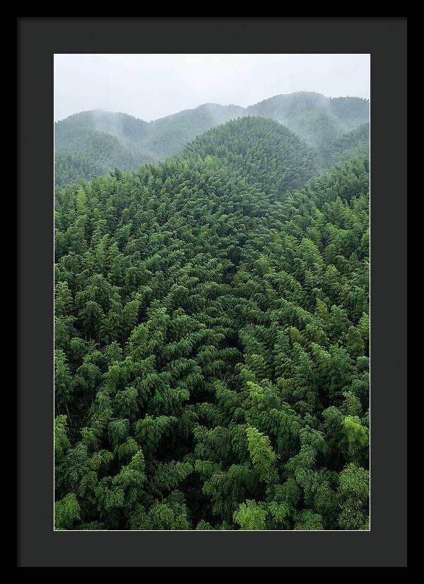 Topdown View Of Bamboo Forest