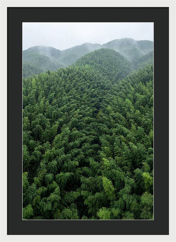 Topdown View Of Bamboo Forest