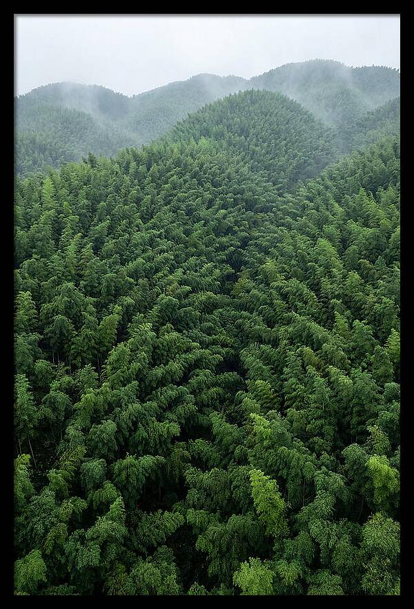 Topdown View Of Bamboo Forest