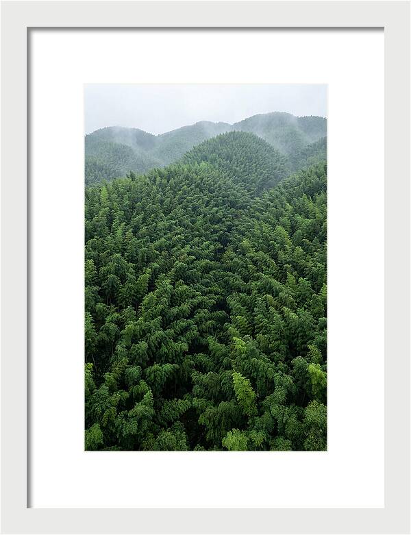 Topdown View Of Bamboo Forest