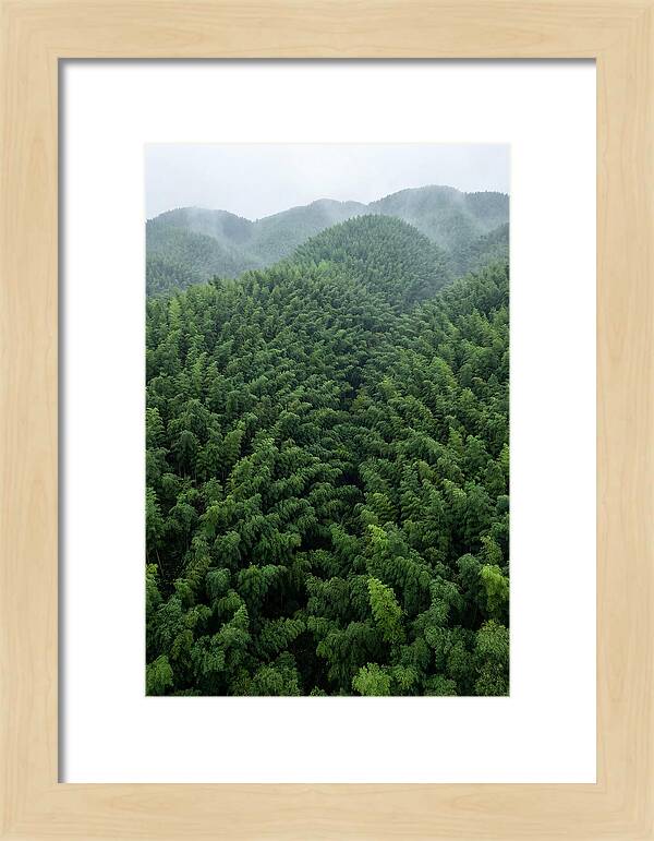 Topdown View Of Bamboo Forest