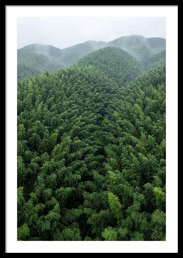 Topdown View Of Bamboo Forest