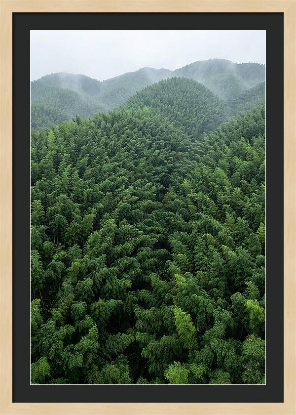 Topdown View Of Bamboo Forest