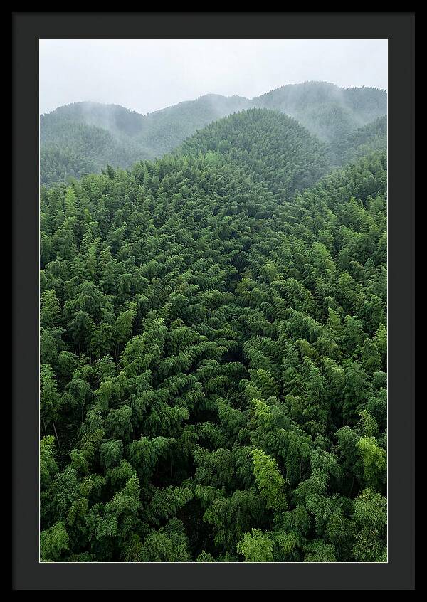 Topdown View Of Bamboo Forest