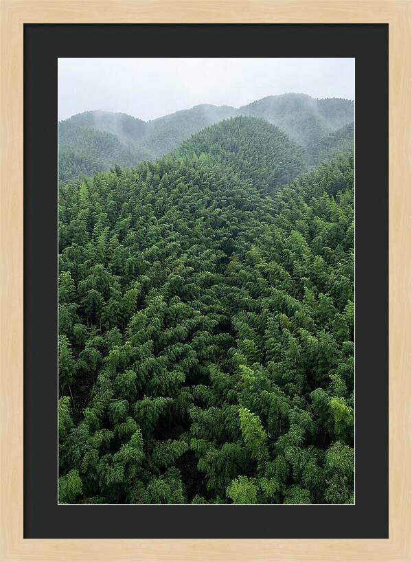 Topdown View Of Bamboo Forest