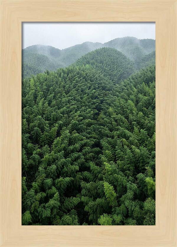 Topdown View Of Bamboo Forest
