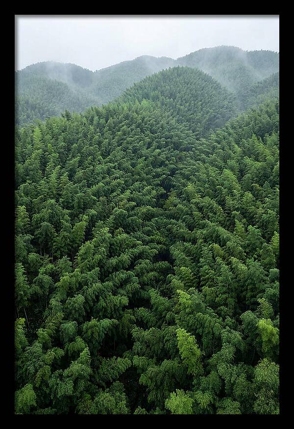 Topdown View Of Bamboo Forest