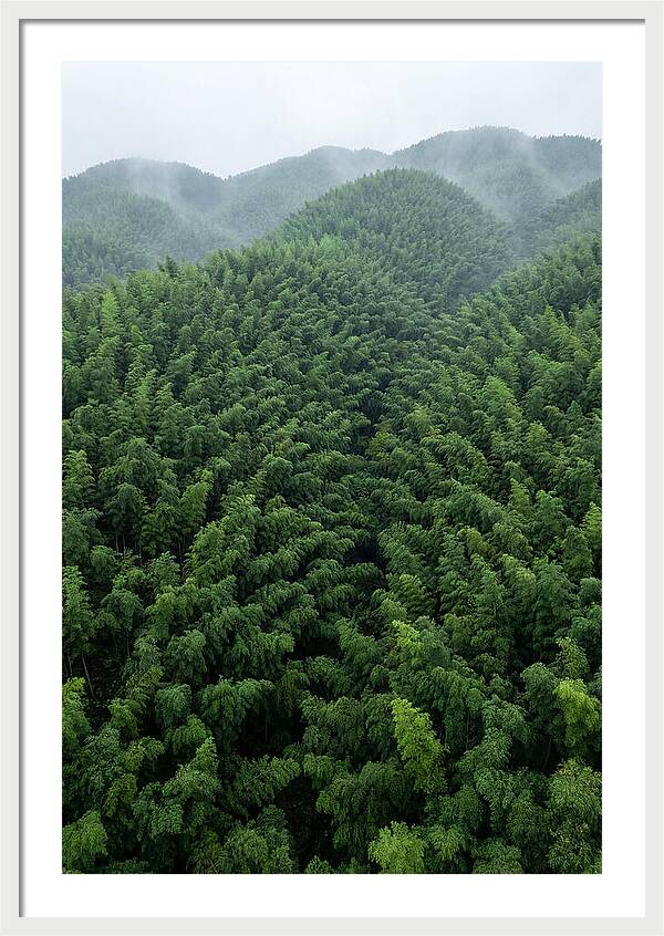 Topdown View Of Bamboo Forest