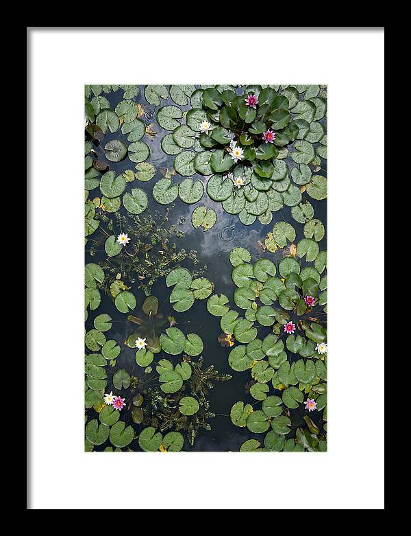 Topdown View Of Lily Pond
