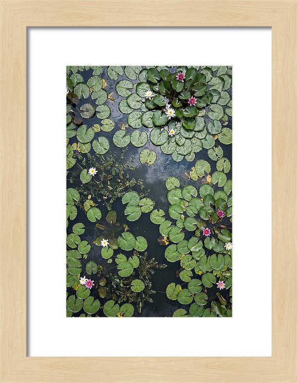 Topdown View Of Lily Pond