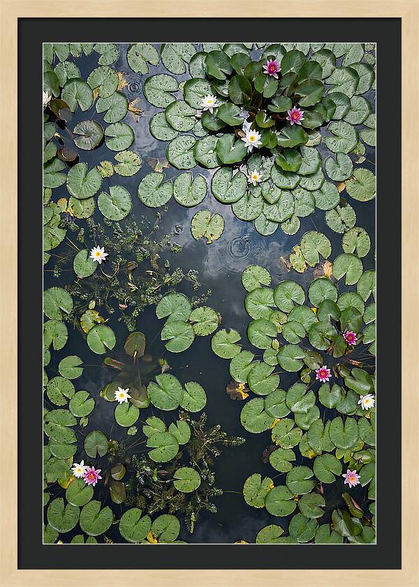 Topdown View Of Lily Pond