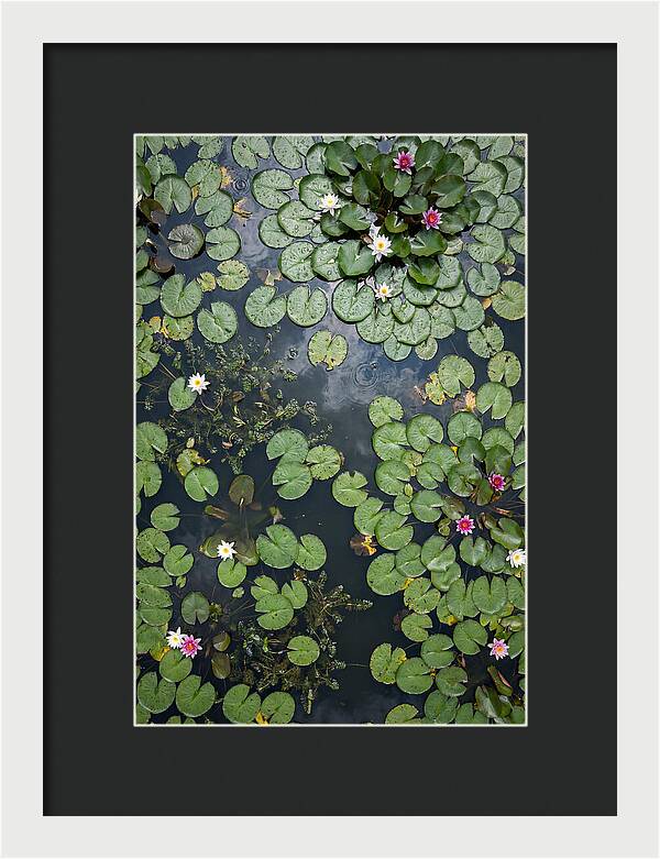 Topdown View Of Lily Pond