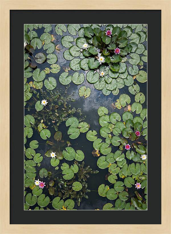Topdown View Of Lily Pond