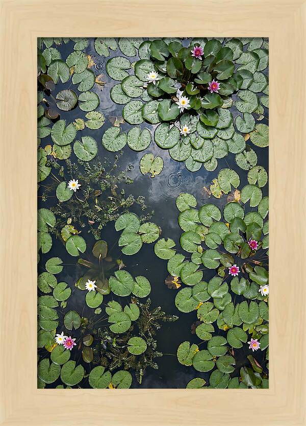 Topdown View Of Lily Pond