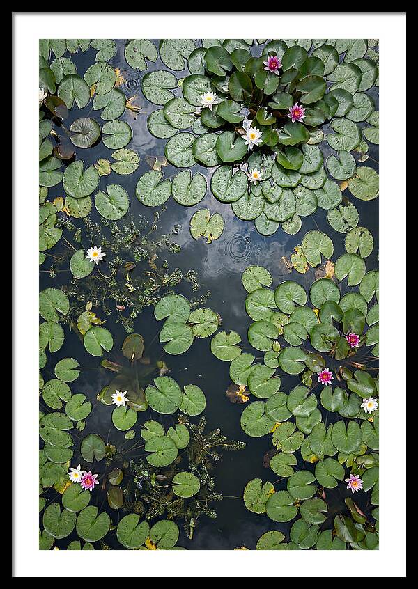 Topdown View Of Lily Pond