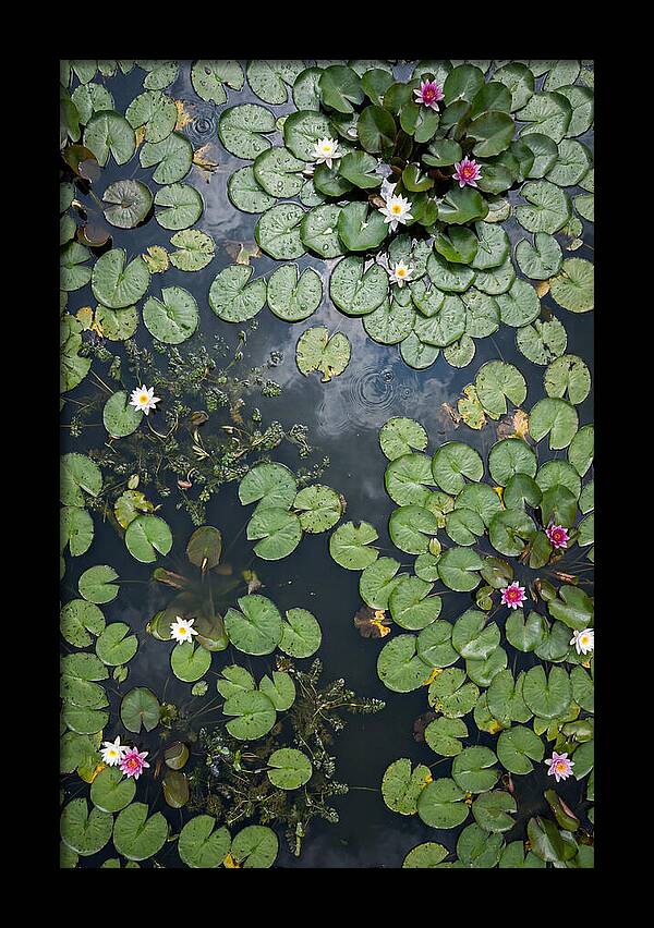 Topdown View Of Lily Pond