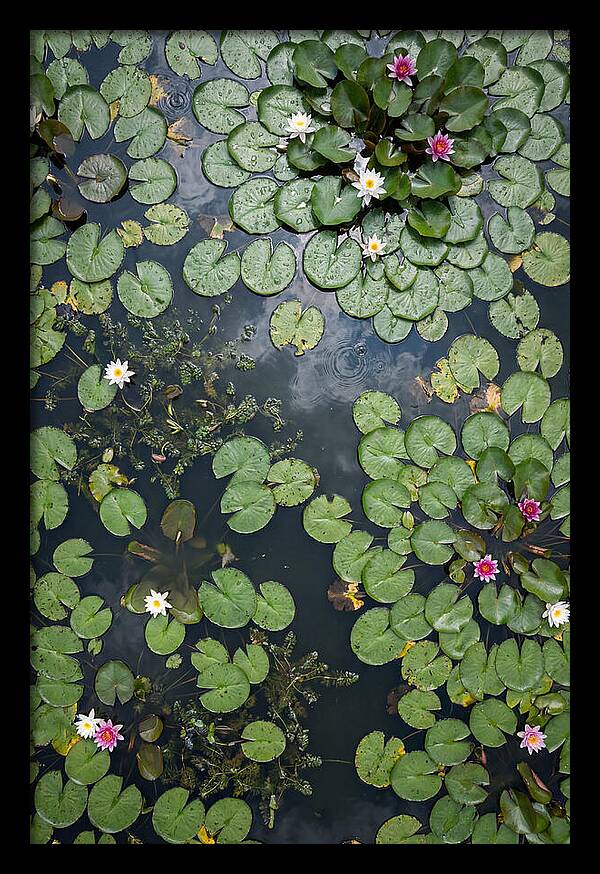 Topdown View Of Lily Pond