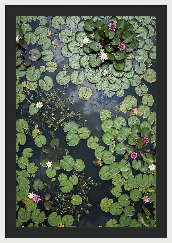 Topdown View Of Lily Pond