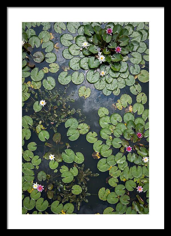 Topdown View Of Lily Pond