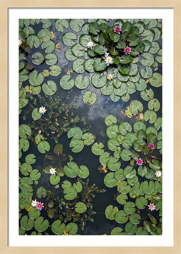 Topdown View Of Lily Pond