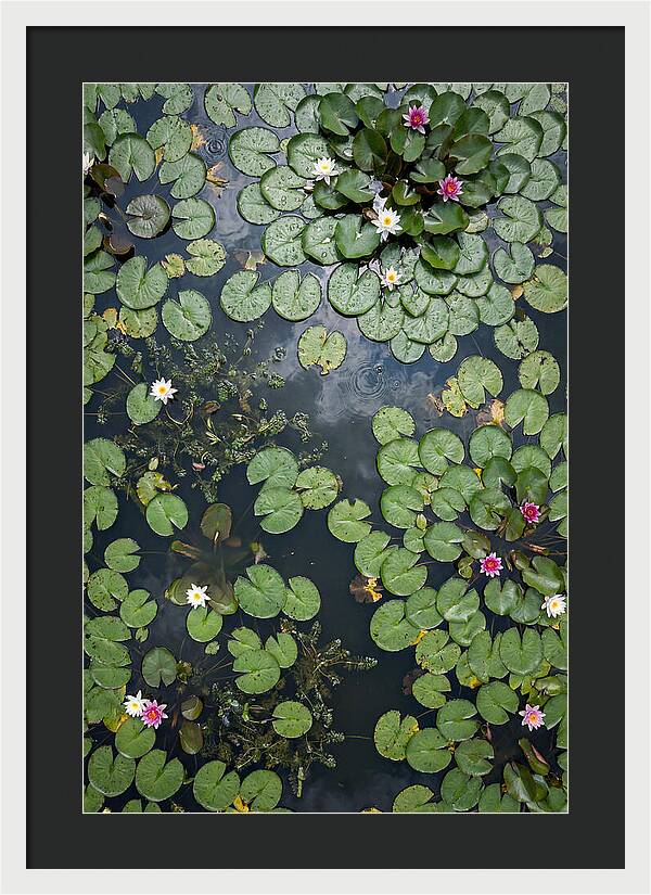 Topdown View Of Lily Pond