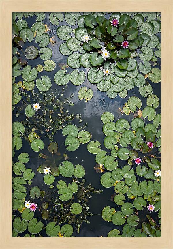 Topdown View Of Lily Pond