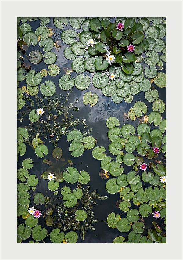 Topdown View Of Lily Pond