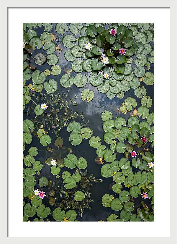Topdown View Of Lily Pond