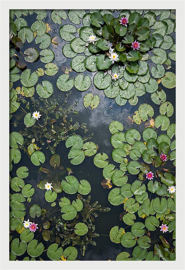 Topdown View Of Lily Pond