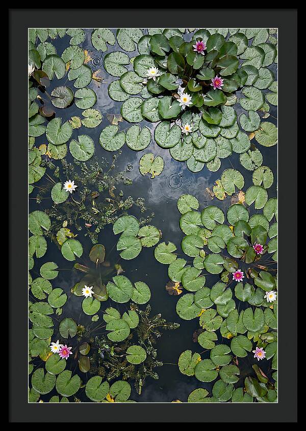 Topdown View Of Lily Pond