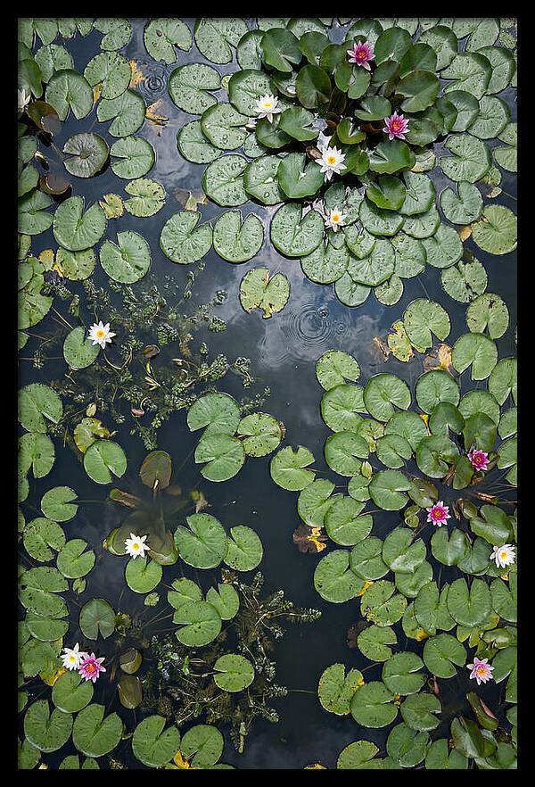 Topdown View Of Lily Pond