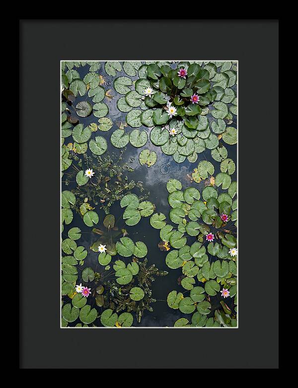 Topdown View Of Lily Pond