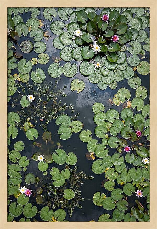Topdown View Of Lily Pond
