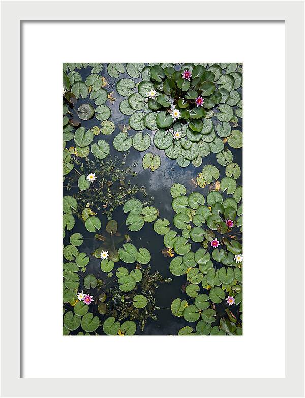 Topdown View Of Lily Pond
