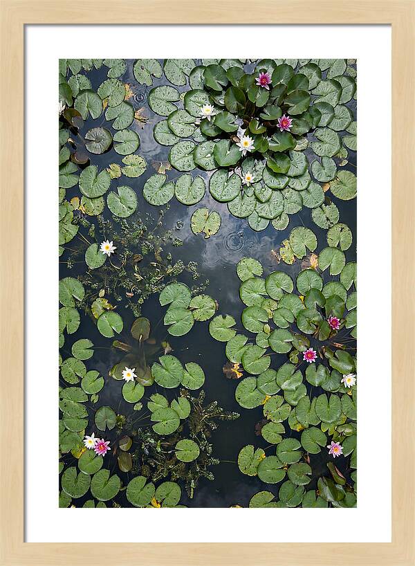 Topdown View Of Lily Pond