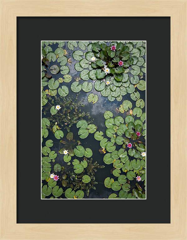 Topdown View Of Lily Pond