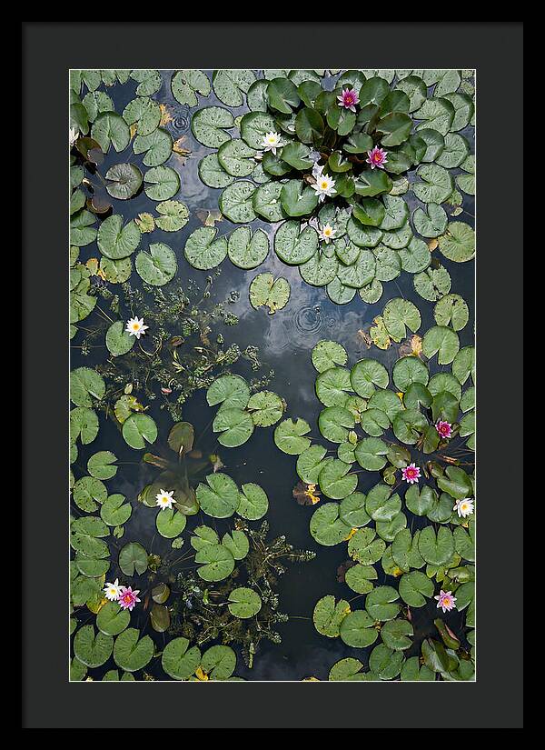 Topdown View Of Lily Pond