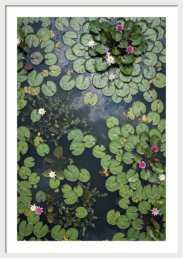 Topdown View Of Lily Pond