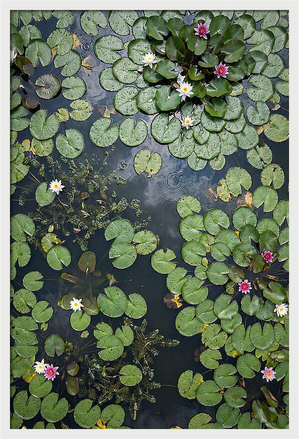 Topdown View Of Lily Pond
