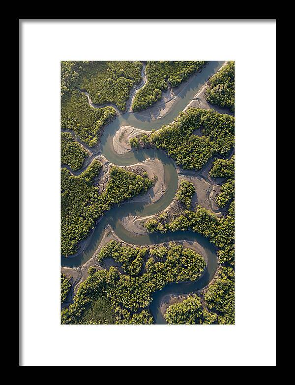 Topdown View Of Mangrove Channels