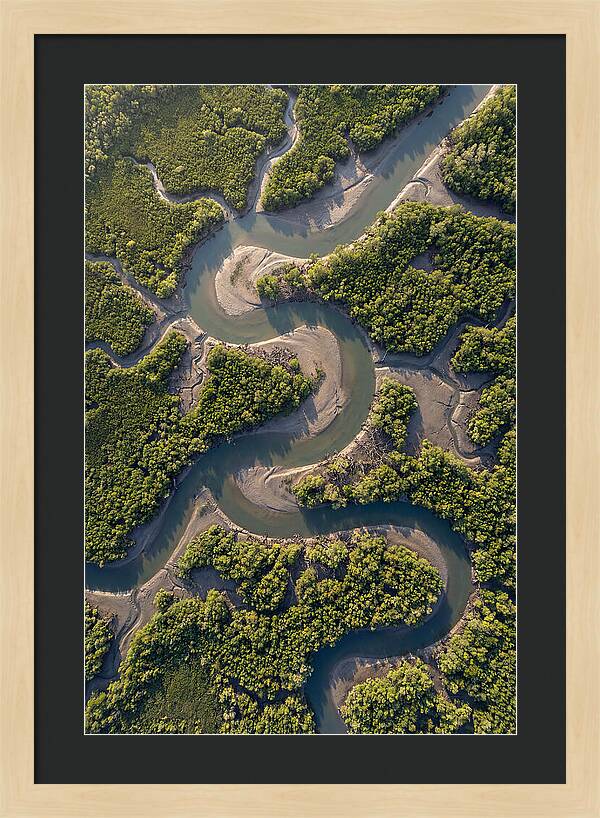 Topdown View Of Mangrove Channels