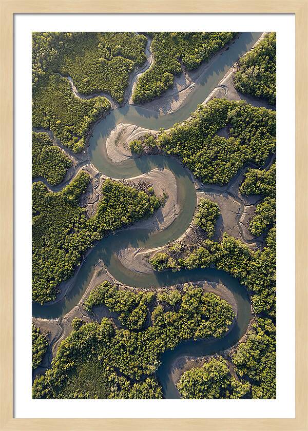 Topdown View Of Mangrove Channels