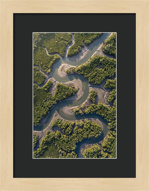 Topdown View Of Mangrove Channels