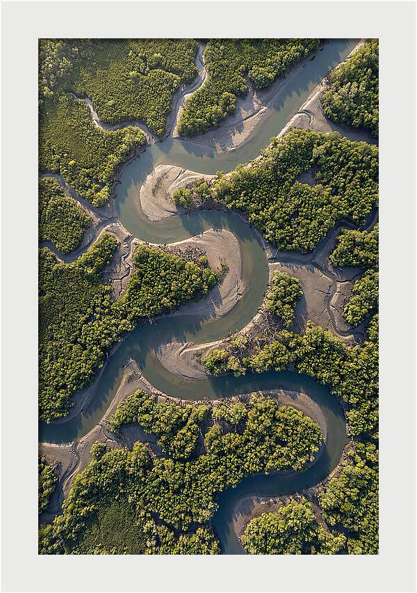 Topdown View Of Mangrove Channels