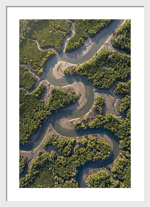 Topdown View Of Mangrove Channels
