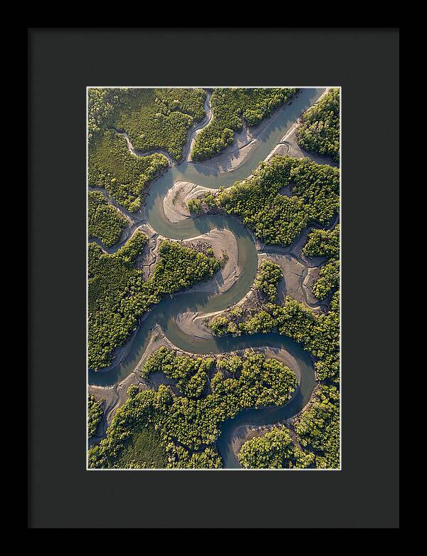 Topdown View Of Mangrove Channels