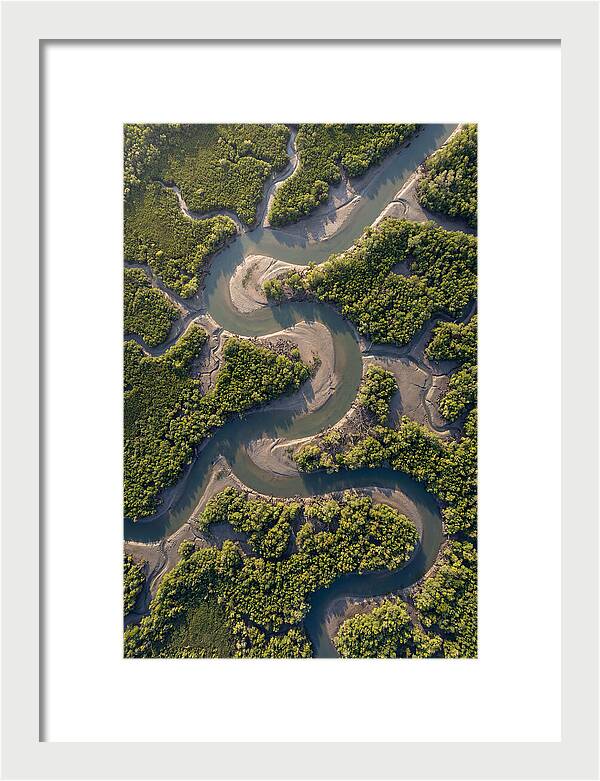 Topdown View Of Mangrove Channels